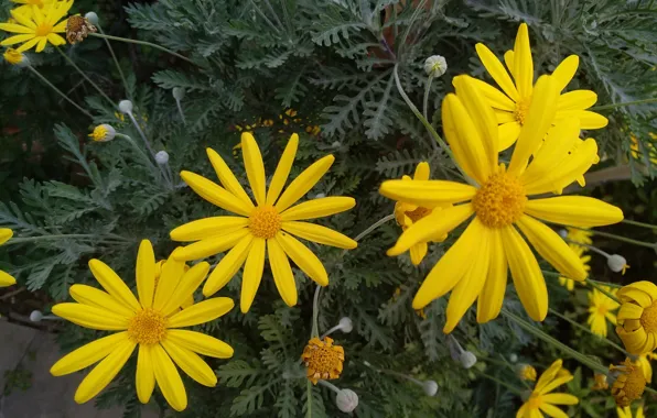 Картинка Flowers, Yellow flowers, Жёлтые цветочки