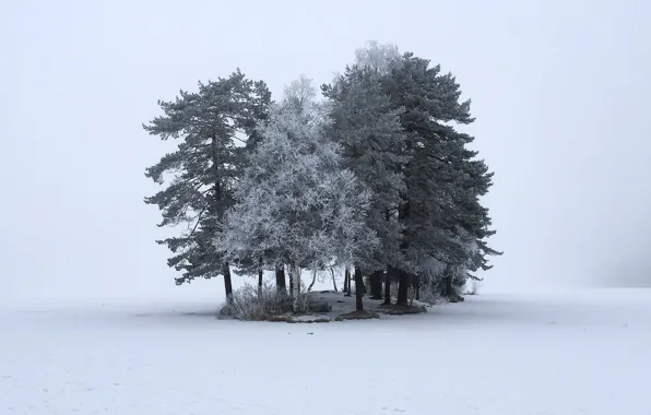 Картинка зима, снег, деревья, природа