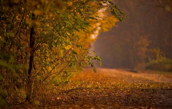 Картинка осень, листья, деревья, парк