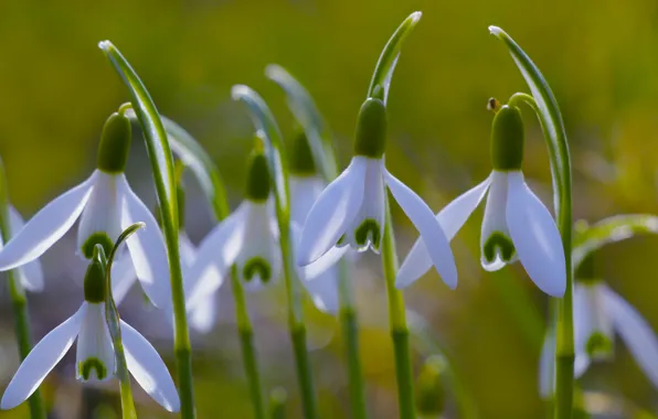 White, flower, snowdrops, sprimg