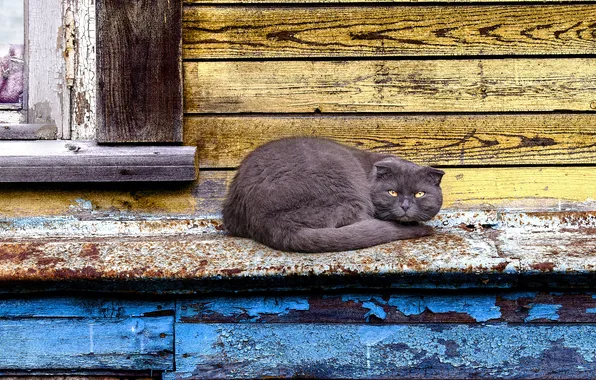 Кошка, кот, взгляд, поза, серый, доски, окно, хвост