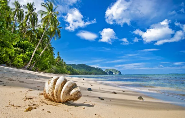 Картинка песок, море, волны, пляж, облака, пальмы, берег, ракушка