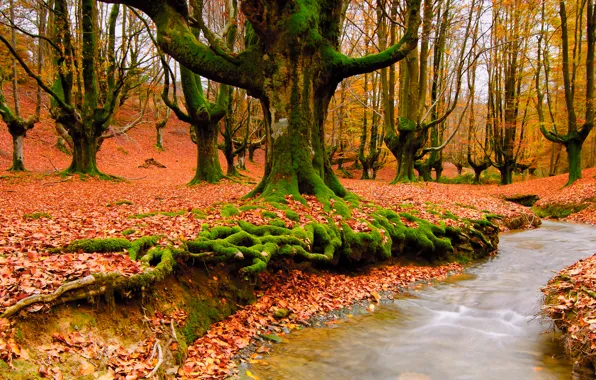 Картинка осень, лес, природа, ручей, листва