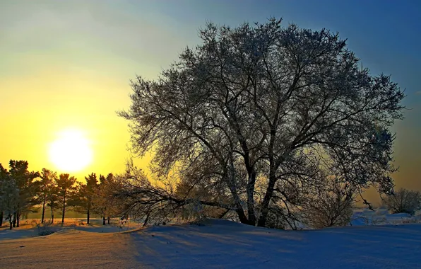 Зима, солнце, снег, деревья, рассвет, Россия, Сибирь
