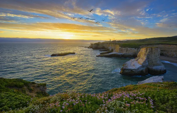 Картинка пейзаж, закат, цветы, птицы, природа, океан, скалы, Калифорния