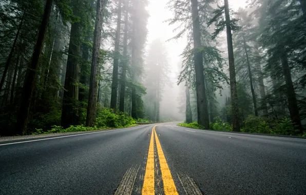 Картинка дорога, лес, деревья, природа, туман, разметка, шоссе, США