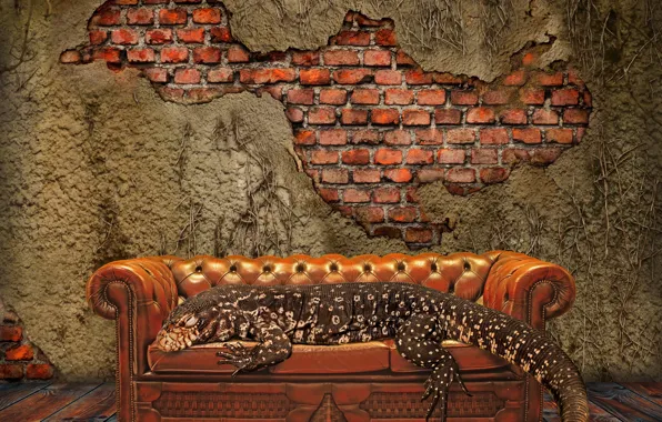 Wall, pattern, floor, sofa, lizard, couch