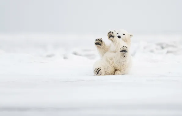Картинка снег, игра, лапы, Аляска, медвежонок, Полярный медведь, Белый медведь