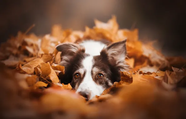 Картинка осень, взгляд, морда, листья, листва, собака, Бордер-колли