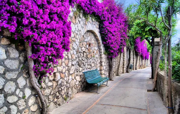 Trees, flowers, streets, benches