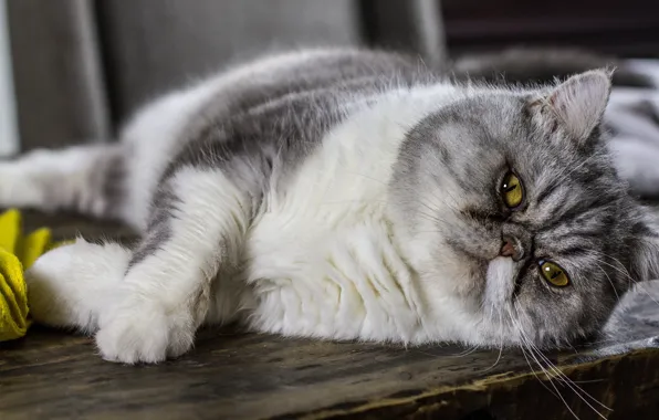 Кошка, кот, взгляд, поза, доски, лежит, серая, персидская