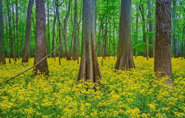 Лес, деревья, цветы, Южная Каролина, США, Congaree National Park