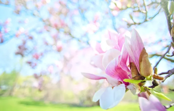 Картинка листья, свет, цветы, ветки, фон, весна, бутоны, цветение