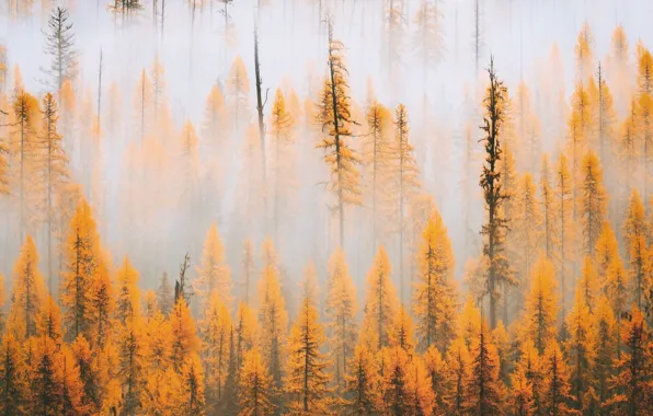 Картинка осень, деревья, природа, туман, утро
