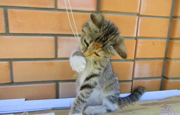 Кошка, игра, котёнок, нитка, meduzanol ©