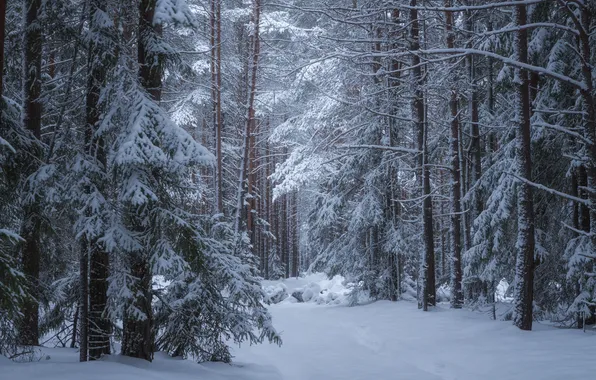 Картинка лес, снег, природа, сумерки, Евгений Смольский