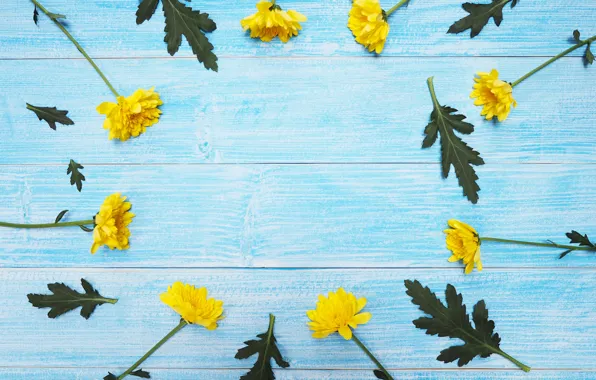 Картинка цветы, желтые, хризантемы, yellow, wood, blue, flowers