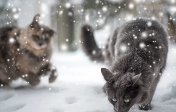 Картинка зима, кошка, снег
