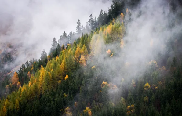 Картинка осень, лес, горы, туман, утро, склон