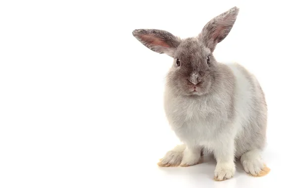 Картинка love, nature, photo, rabbit, one, shot, pet, single