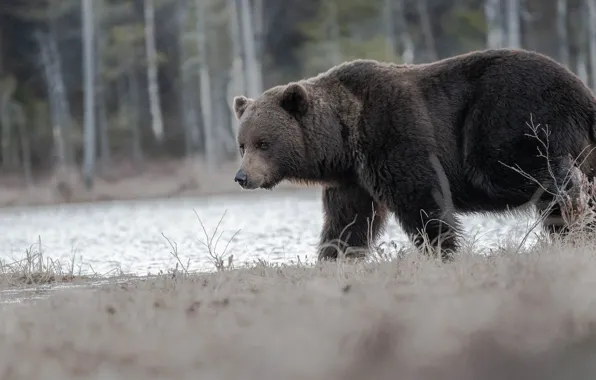 Картинка лес, берег, медведь, прогулка, водоем