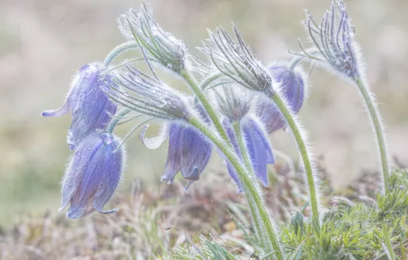 Картинка цветы, поляна, весна, сиреневые, прострел