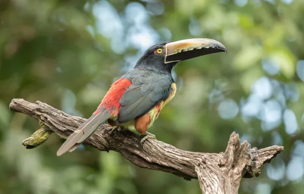 Ветки, птица, тукан, сук, боке