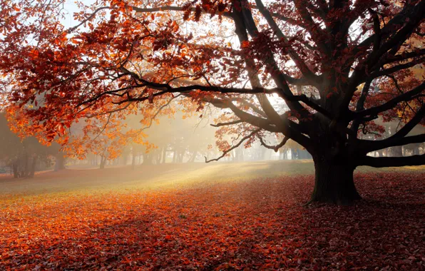 Картинка осень, пейзаж, природа, парк, одинокое дерево, landscape, nature, park