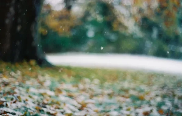 Листья, снежинки, блики, Дерево, размытость, боке, поздняя осень, первый снег