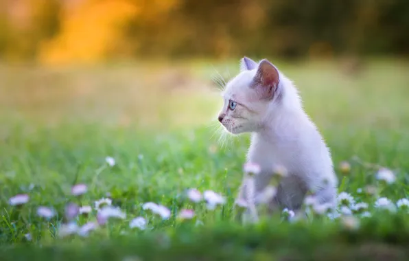 Картинка кошка, белый, цветы, котёнок, полянка