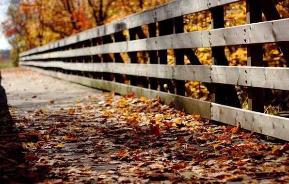 Осень, листья, мост, природа