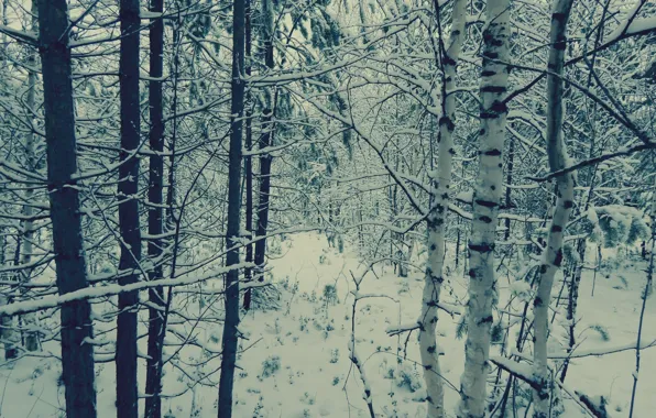Картинка зима, осень, снег, деревья, любовь, пейзаж, снежинки, природа