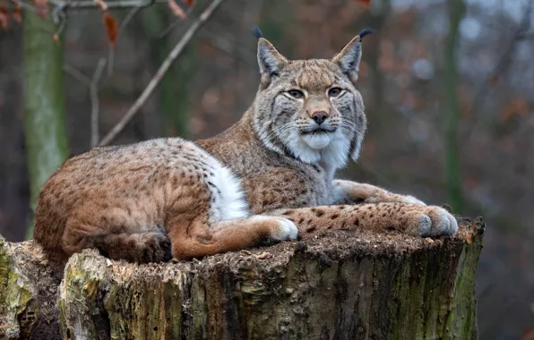 Картинка осень, взгляд, ветки, пень, лежит, рысь, дикая кошка