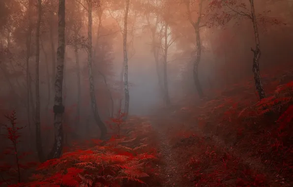 Картинка лес, пейзаж, природа, туман