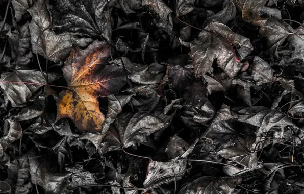Листья, макро, burning leaf