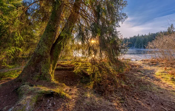 Картинка солнце, свет, деревья, ветки, берег, водоем