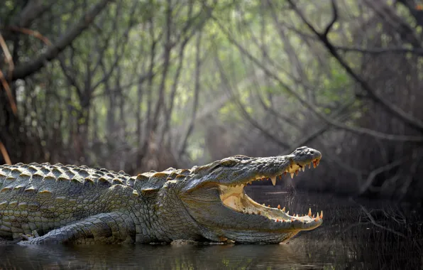 Forest, crocodile, swamp