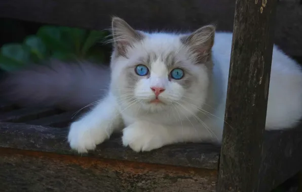 Картинка кошка, взгляд, лапки, мордочка, белая, голубые глаза, Рэгдолл