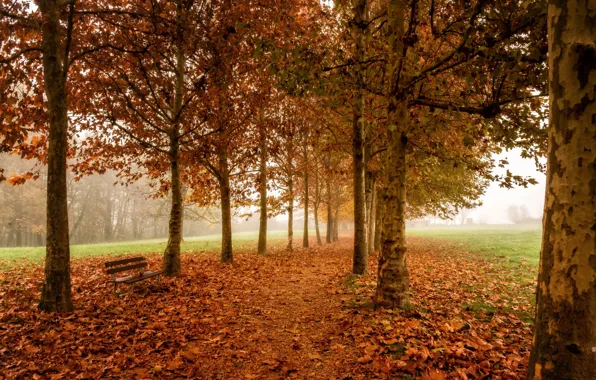 Картинка осень, деревья, скамья