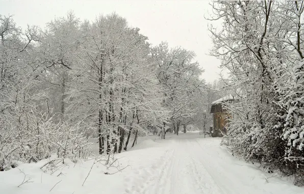 Зима, Дорога, Деревья, Снег, Мороз, Winter, Frost, Snow