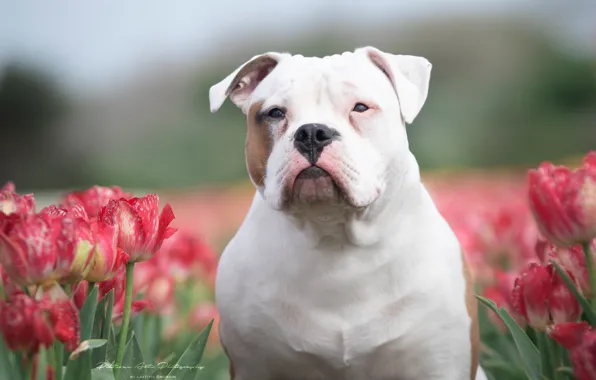 Картинка взгляд, морда, цветы, собака, тюльпаны