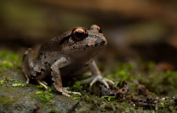 Природа, фон, Mixophyes fleayi, Juvenile Fleay's barred frog
