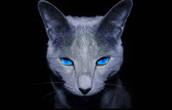 Кошка, кот, мордочка, черный фон, голубые глаза, мяу, домашний питомец
