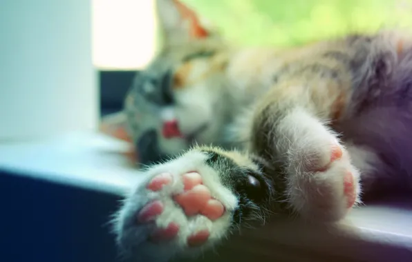 Картинка кошка, кот, макро, лапы, спит, подоконник