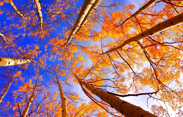 Картинка осень, небо, листья, деревья, ствол