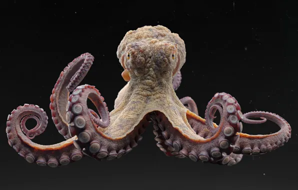 Картинка осьминог, щупальца, черный фон, octopus, компьютерная графика, black background, tentacles, computer graphics