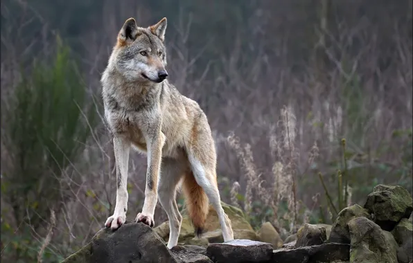 Картинка nature, predator, animal, wolf, wildlife, portrait, portrait., Canis lupus. face