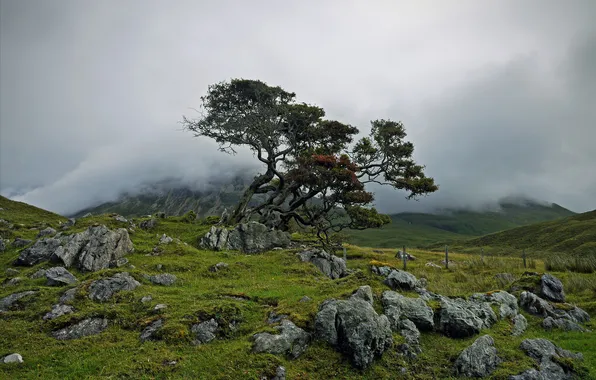 Картинка горы, туман, камни, дерево