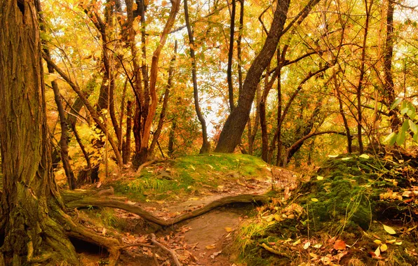 Картинка осень, лес, деревья, желтые листья