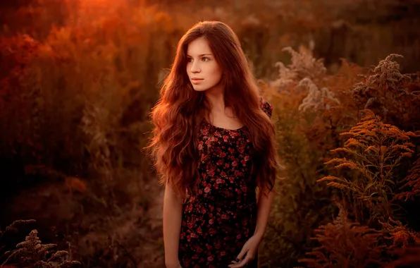Картинка девушка, закат, природа, кареглазая